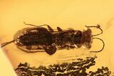 Fossil Wasp (Megalyridae) In Baltic Amber #270594-1